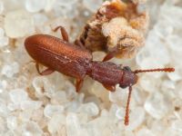 Silvanus bidentatus