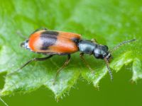 Anthocomus equestris