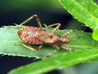 Himacerus apterus
