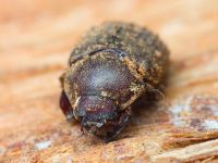 Aesalus scarabaeoides