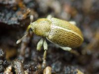 Tychius meliloti