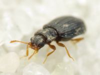 Latridius