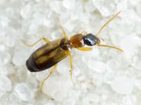 Philorhizus notatus