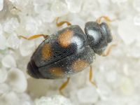 Scymnus frontalis
