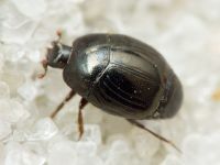 Histeridae