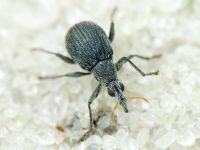 Oxystoma craccae