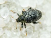 Orchestes (Alyctus) rusci