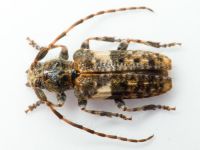 Cerambycidae