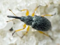 Pseudapion fulvirostre