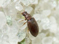 Cortinicara gibbosa