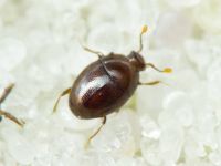 Acritus minutus
