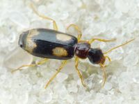 Dromius quadrimaculatus