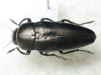 Buprestidae