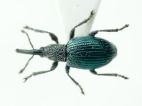 Ceratapion scalptum