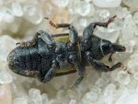 Mecinus collaris
