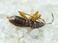 Plinthisus longicollis