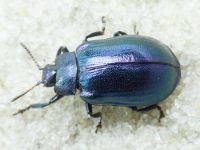 Plagiosterna aenea