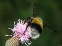 Bombus hortorum