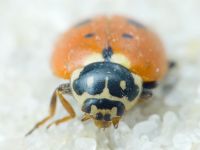Hippodamia variegata