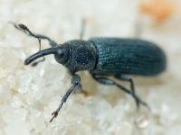 Mecinus janthinus