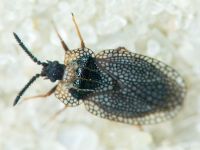 Kalama tricornis