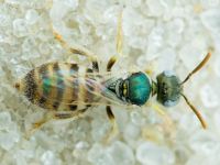 Ceylalictus variegatus