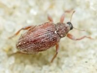 Curculionidae