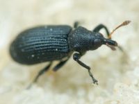 Magdalis (Edo) ruficornis