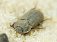 Gonocephalum pygmaeum