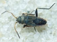 Lygaeidae