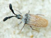 Copium teucrii