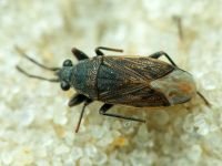 Peritrechus geniculatus