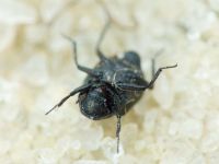 Georissus crenulatus