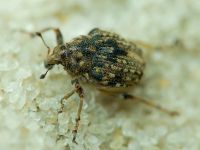 Rhinoncus bruchoides