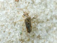 Nysius senecionis
