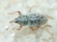 Tychius