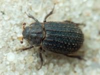 Trogidae