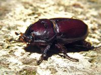 Oryctes nasicornis
