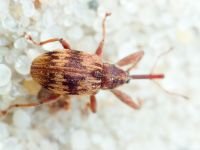 Anthonomus (Furcipus) rectirostris