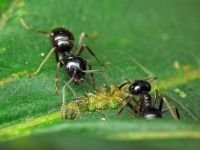 Lasius fuliginosus