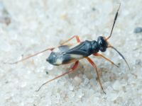 Miridae