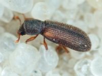 Synchita humeralis