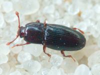 Cerylon