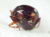 Abraeus