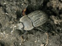 Opatrum sabulosum