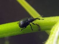 Neocoenorrhinus pauxillus