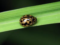 Tytthaspis sedecimpunctata