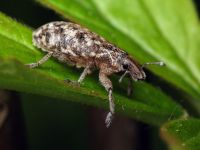 Cyphocleonus dealbatus