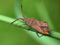 Coriomeris denticulatus