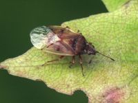Kleidocerys resedae